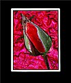 Picture Title - Rose Bud