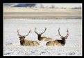 Picture Title - Three Bull Elk