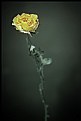 Picture Title - Dried Rose