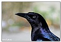 Picture Title - Profile of  a bird