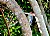 Red bellied woodpecker