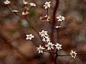 Picture Title - Winters Flowers