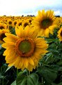 Picture Title - FIELD OF YELLOW