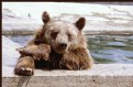 Picture Title - A sociable bear 