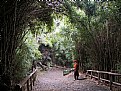 Picture Title - Bamboo Tunnel