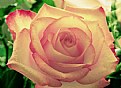 Picture Title - Pink Rose