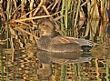 Picture Title - Gadwall