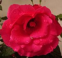 Picture Title - Rose in a Rainy Day