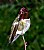 Anna Male Hummingbird "Big Red"