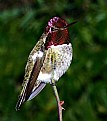 Picture Title - Anna Male Hummingbird "Big Red"