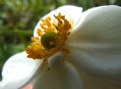 Picture Title - white poppy