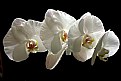 Picture Title - Delicate White Orchids