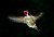 Anna Male Hummingbird 