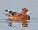 Picture Title - Eurasian Wigeon