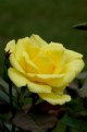 Picture Title - yellow rose...(in a red rose world)