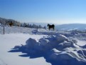 Picture Title - horses and snow