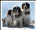 Picture Title - Snow Family