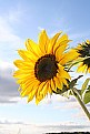 Picture Title - Sun>Flower