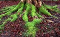 Picture Title - Moss on Roots