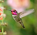 Picture Title - Anna's Hummingbird