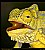 Knysna Dwarf Chameleon (2)