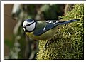 Picture Title - Blue tit