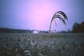 Picture Title - Reed In Finland