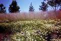 Picture Title - Nature on the Roadside