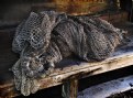 Picture Title - Asleep on a Bench