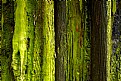 Picture Title - Cedar Stump