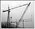 Picture Title - Cranes