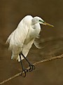 Picture Title - Egret Bride