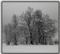 Picture Title - Winter 2
