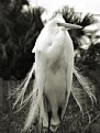 Picture Title - Breeding Feathers, Greater Egret