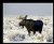 Bull Moose in Snow
