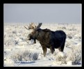 Picture Title - Bull Moose in Snow