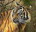 Picture Title - TIGER