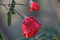 Picture Title - red rose