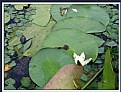 Picture Title - Water Lilies