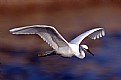 Picture Title - Little white egret