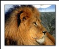 Picture Title - Regal Lion