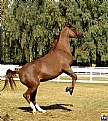 Picture Title - Arabian Horse