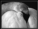 Picture Title - Trumpeter Swan