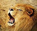 Picture Title - LION