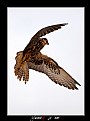 Picture Title - Falcon