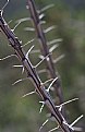 Picture Title - Ocotillo