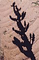 Picture Title - my life;s shadow