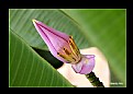 Picture Title - Flower of Banana Tree