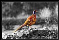 Picture Title - Pheasant