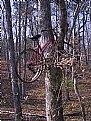 Picture Title - Up the tree, with a pedal